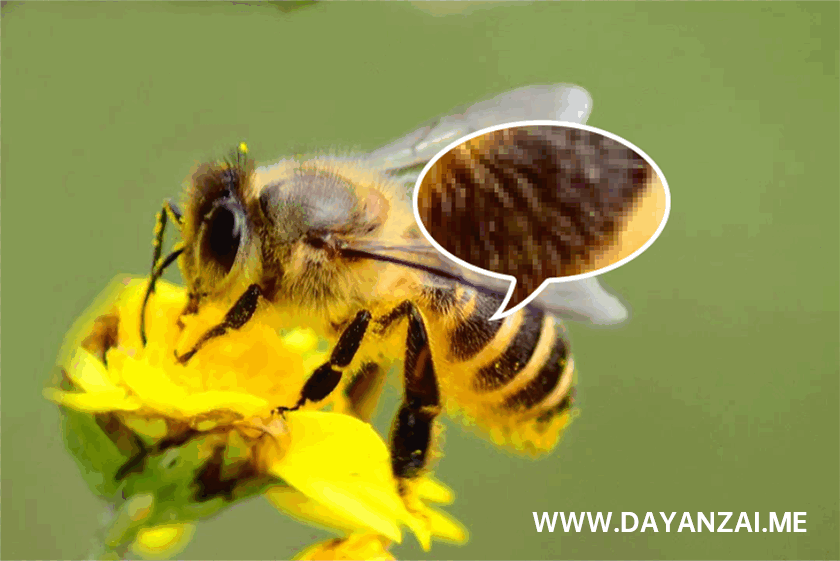 蜜蜂图像